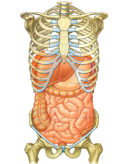 /images/5f94603b19767b03185f97db-Abdomen_Anatomy.jpg