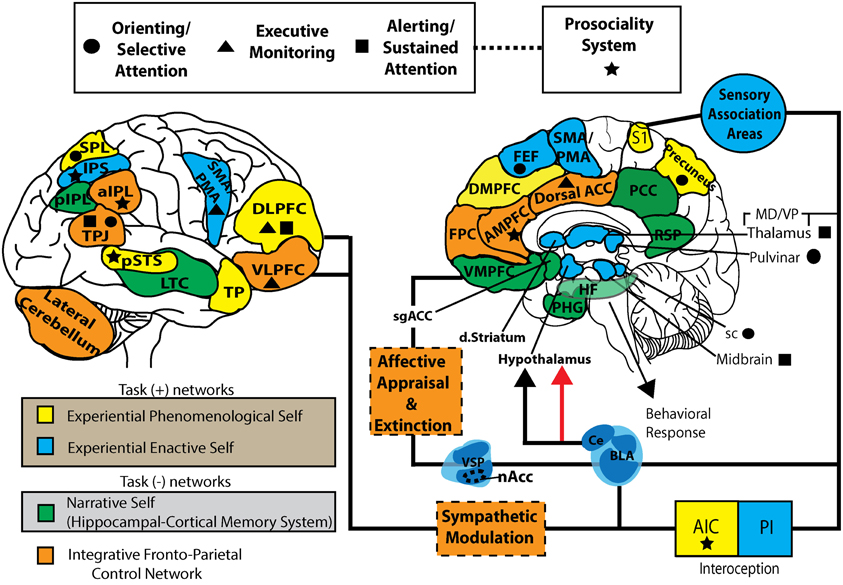 /images/605bb0f364a1e98016fdd209-Mindfulness_and_brain1.jpeg